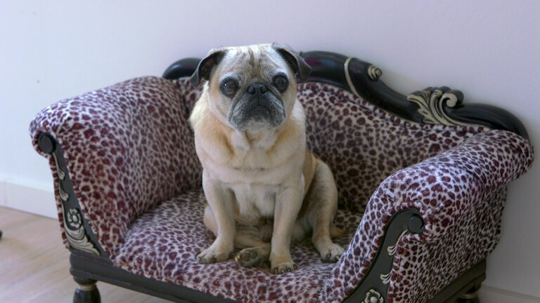 Waldesch-Mops
