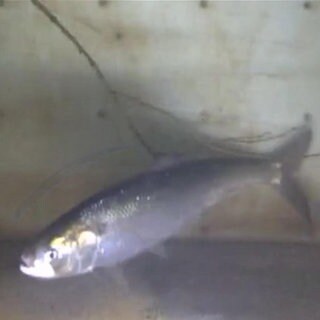 Maifisch