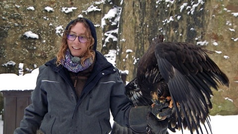 Falknerin Denise Stöcklein mit einem fressenden Adler auf ihrer Hand