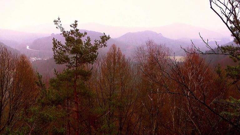 Pfälzerwald