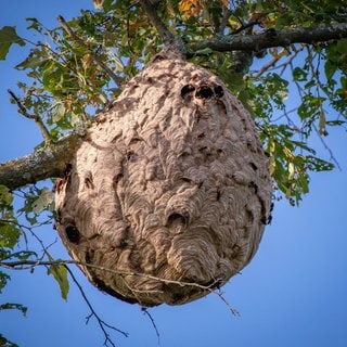 Symbolbild: Asiatisches Hornissennest in einem Baum.
