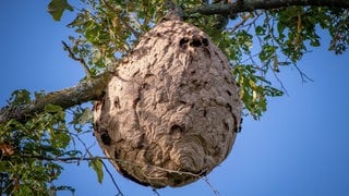 Symbolbild: Asiatisches Hornissennest in einem Baum.