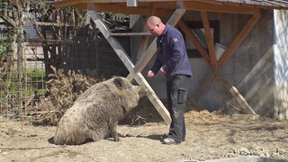 Neben dem Zimmerei-Betrieb von Dennis Renschler in Birkenfeld im Enzkreis lebt Wildschwein Friedrich in einem Gehege.