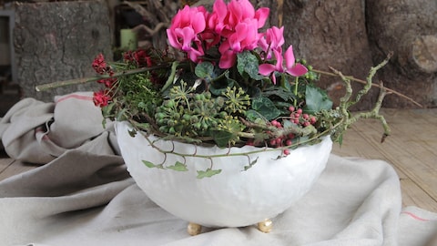 Alpenveilchen: schöne Blüten im Advent