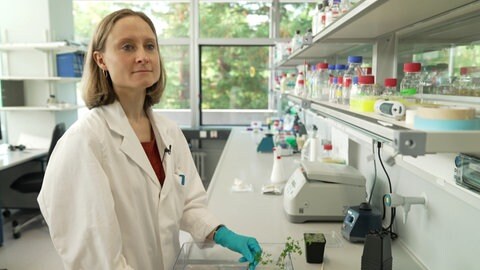 Im Labor der Uni Freiburg erforscht Zellbiologin Henriette Rübsam, wie Pflanzen nützliche Bakterien erkennen und in ihre Wurzeln aufnehmen, damit Bakterien Nutzpflanzen mit Stickstoff versorgen.