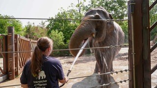 Ein Elefant wird von einer Tierpflegerin mit einem Schlauch abgeduscht. 