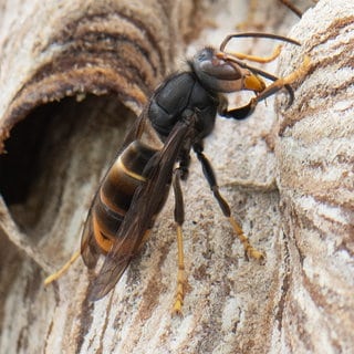 Eine Asiatische Hornisse sitzt auf ihrem Nest 