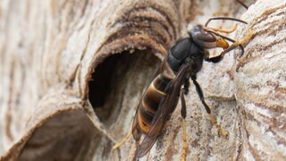 Eine Asiatische Hornisse sitzt auf ihrem Nest 