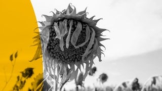 Dürre in Europa – Doku über nachhaltige Landwirtschaft in der Klimakrise