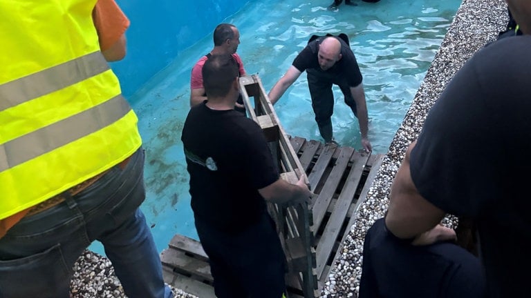 Auf dem Aschbacherhof bei Trippstadt wird das rund 400 kg schwere Pferd über eine Palettenrampe herausgeführt.