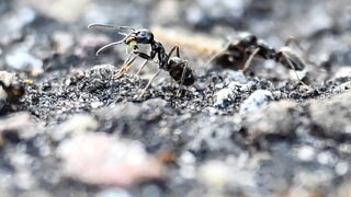Ameisen werden in einigen Städten in Baden-Württemberg wie in Kehl zum Problem. Die invasive Art Tapinoma magnum soll jetzt erforscht werden. 