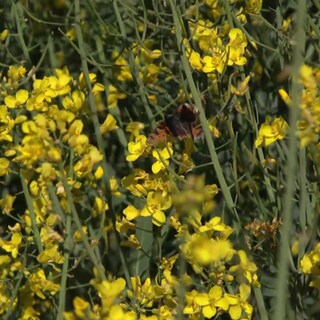 Schmetterling im Raps