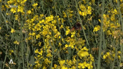 Schmetterling im Raps