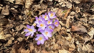 Blühender Krokus in Herbstlaub, tags: 