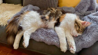 Die Maine-Coon-Katze "Vicky" war krank, als sie aus der Züchtung im Zollernalbkreis kam.