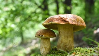 Pilze im Wald