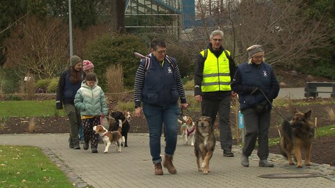 Mehrere Hunde gehen an der Leine durch den Luisenpark