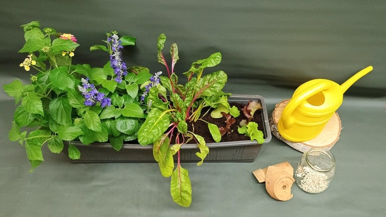 Blumenkasten mit Gemüse und Blumen bepflanzen