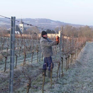 Winzer bei der Arbeit im winterlichen Weinberg