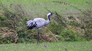 In der Westpfalz sind mittlerweile 14 Kraniche an der Vogelgrippe gestorben