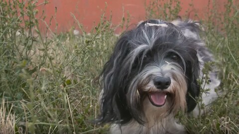 Ein Hund rennt durch eine hohe Wiese. Dort kann es Getreidehalme mit Grannen geben, die im Fell der Hunde zur Gefahr für die Tiere werden können. 