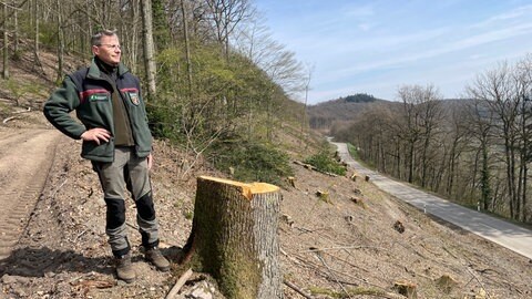Anfang des Jahres hat Oliver Maximini die Schäden an den Bäumen in Minheim entdeckt. Schon kurz darauf wurde klar: Rund 1.000 Eichen müssen gefällt werden. 