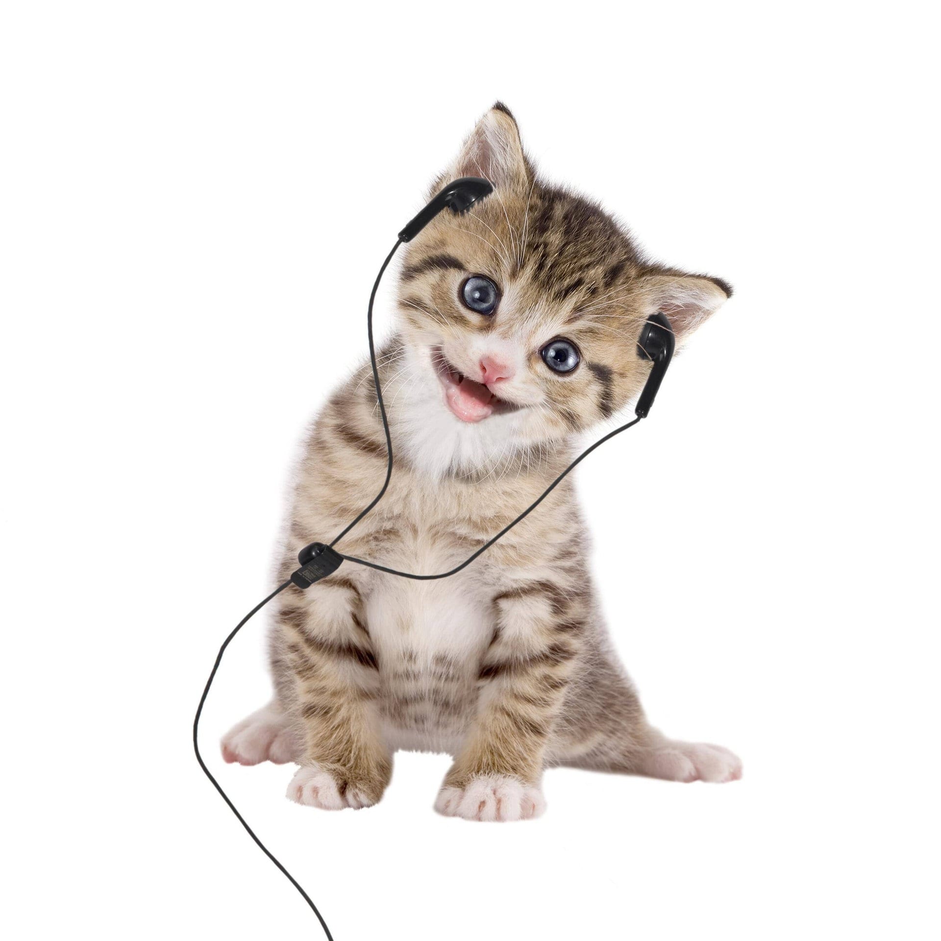 Sind Tiere musikalisch? episode artwork