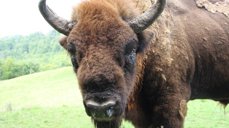 Im Wildpark Westerwald leben rund 350 Tiere, darunter auch Wisente. Das ist die europäische Art des Bisons.