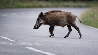 Ein Wildschwein läuft über eine Straße (Symbolbild).