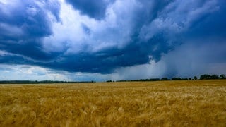 Dunkle, bedrohliche Gewitterwolken ziehen an einem Sommertag über ein weites Getreidefeld. In RLP drohen nach der Rekordhitze Unwetter.