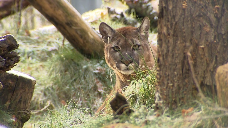 Puma Tikam wurde 2019 gerettet und lebte bis 2024 bei Tierart in Maßweiler.