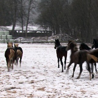 Winter im Gestüt Marbach: Die Pferde toben im Schnee.