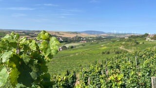 Der Weinanbau im Zellertal profitiert vom Klimawandel. Die Weinberge werden deshalb immer begehrter.