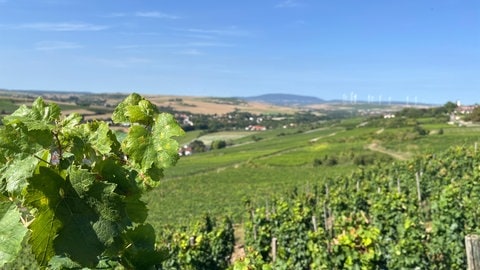 Der Weinanbau im Zellertal profitiert vom Klimawandel. Die Weinberge werden deshalb immer begehrter.