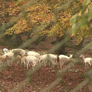 Rehe im Tierpark