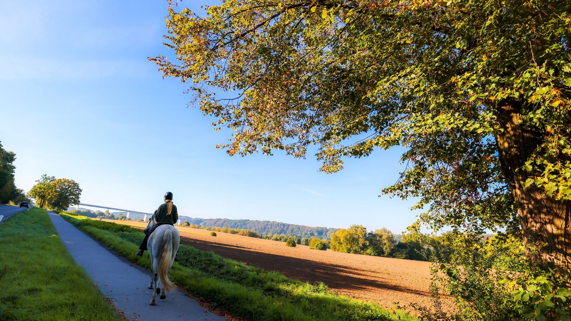Entscheidung vertagt: Was wird aus der Pferdesteuer in Wolfschlugen?