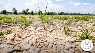 Auf dem Foto sieht man Erde. Die Erde ist sehr trocken. Auf der Erde wächst ein bisschen Gras. Rechts das SWR Logo für Leichte Sprache. 