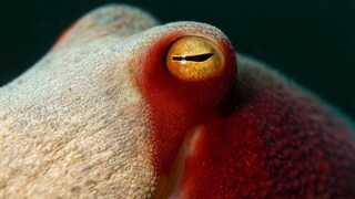 Das Auge eines Oktopus