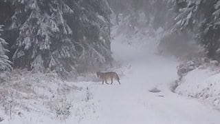 Ein Wolf steht in einem verschneiten Waldstück im Schwarzwald.