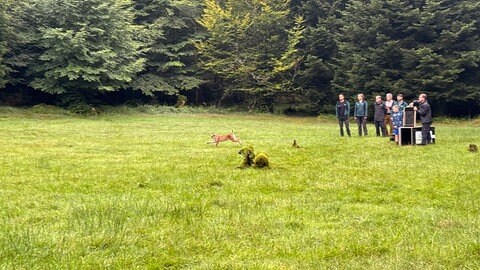 Luchs Martin ist im Nordschwarzwald ausgewildert worden.