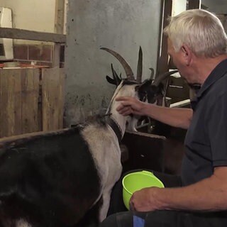 Norbert Horn und seine Geißen