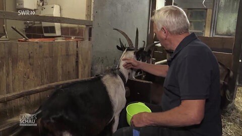 Norbert Horn und seine Geißen