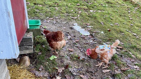 Zwei Hühner scharren im Garten, eins trägt einen bunten Stoffpullover. Die beiden Legehennen sind von einem Verein gerettet und nach Haigerloch gebracht worden.