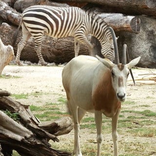 Eine Antilope steht im Savannengehege des Zoos Karlsruhe und schaut Richtung Kamera. Im Hintegrund ist ein Zebra verschwommen zu sehen.