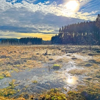 Das Haubacher-Moos - das Bild zeigt Moos- und Wasserflächen, in denen sich die Sonne spiegelt, dahinter ein Wald. Intakte Moore sind wichtig für den Klimaschutz, seltene Tiere und Pflanzen fühlen sich dort wohl und sie können beim Hochwasser-Schutz helfen. Wie, das zeigen die Moorschützer vom NABU Baden-Württemberg. Im Projekt "Naturvielfalt Westallgäu" kümmern sie sich um die Renaturierung von Mooren.