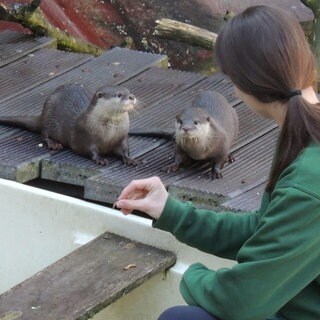 Der Zoo in Landau hat zwei neue Otter bekommen.