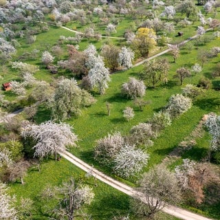 Streuobstwiesen bei Weilheim an der Teck im Frühling. Die Obstbäume stehen in voller Blüte.