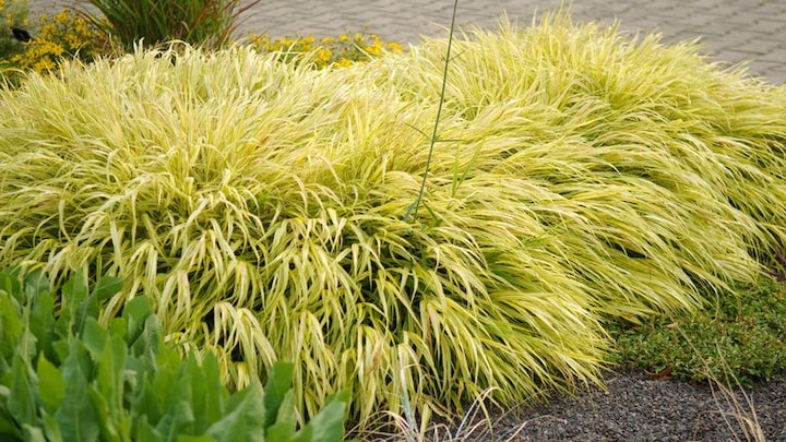 Schattenpflanze im Garten: Japan-Goldbandgras "Hakonechloa macra 'Aureola'" in einem Beet.