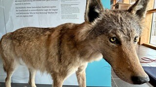 Ein ausgestopfter Wolf wird in einer Dauerausstellung  im Haus der Natur in Feldberg (Kreis Breisgau-Hochschwarzwald) ausgestellt. 