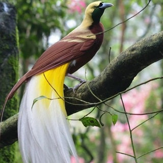 Ein Paradiesvogel